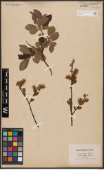 Salix aurita L. x Salix silesiaca Willd.